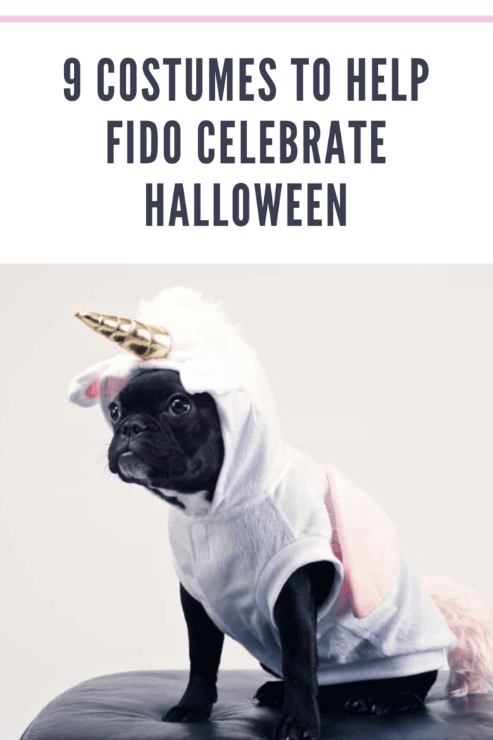 black pug dressed as unicorn to celebrate halloween