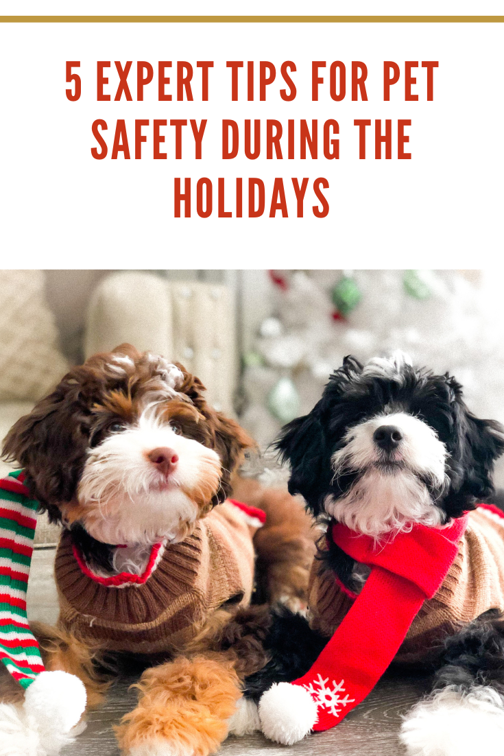 puppies wearing holiday outfit