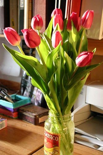 Tulips-Flowers