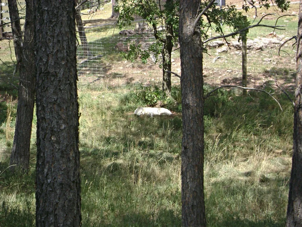 Arctic Wolf at Bear Country USA