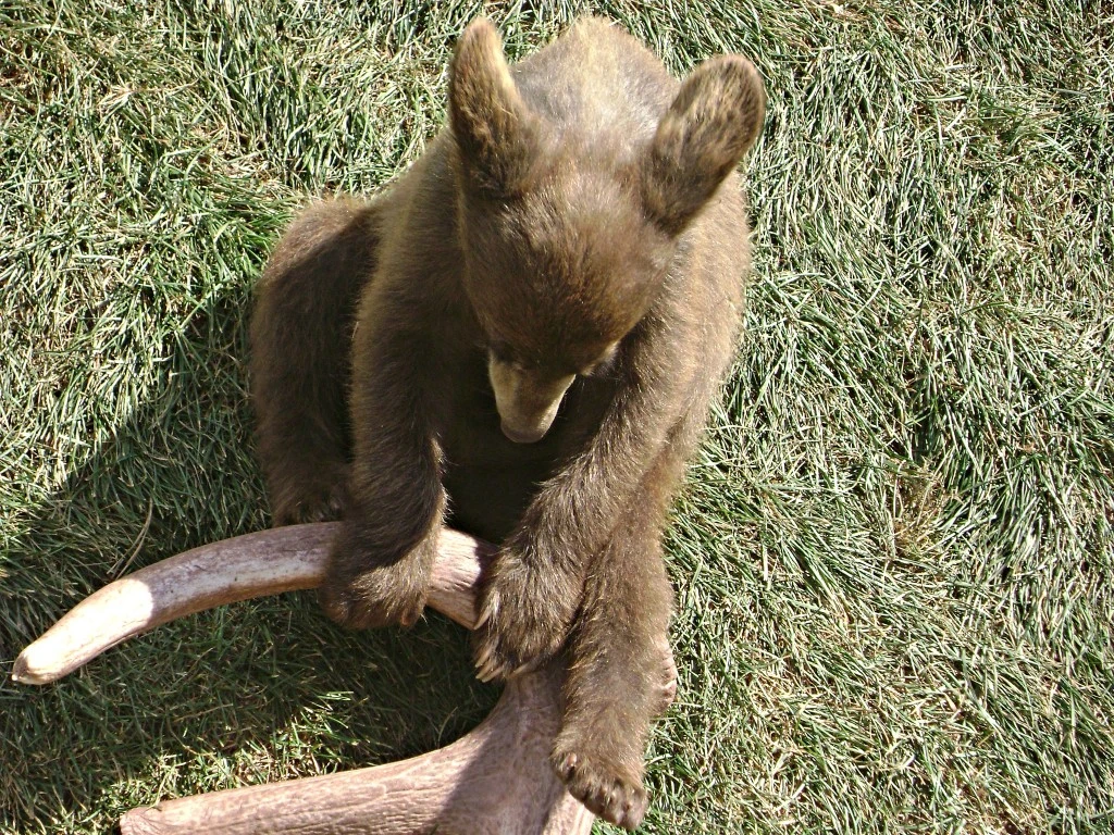 bear cub at Bear Country USA