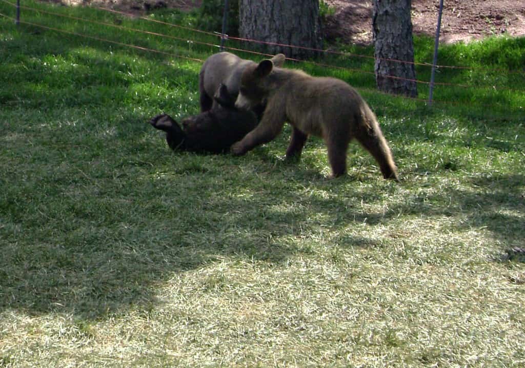 baby bears at Bear Country USA