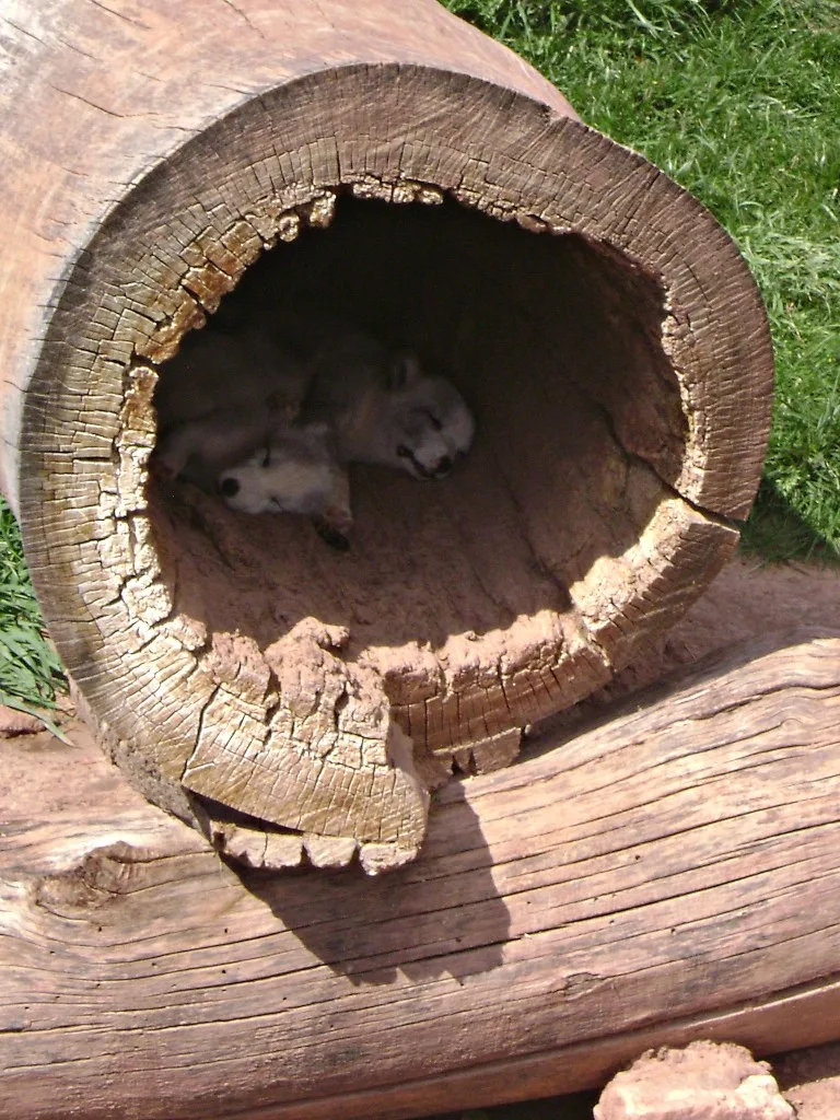 baby arctic wolves at Bear Country USA