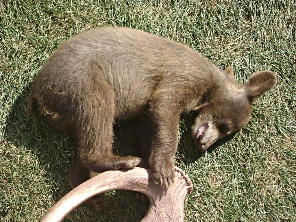 bear cub at Bear Country USA