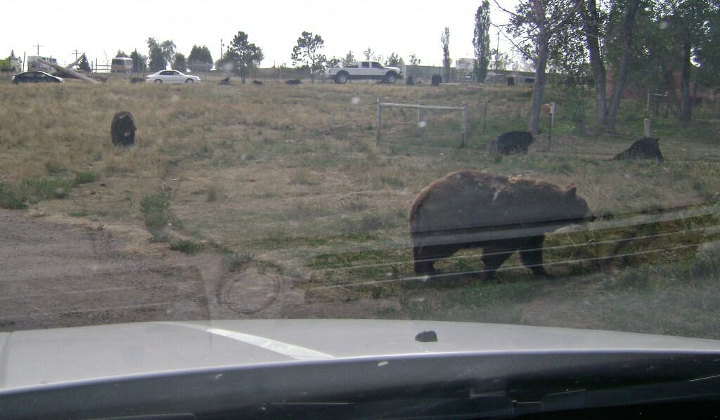 bear across road