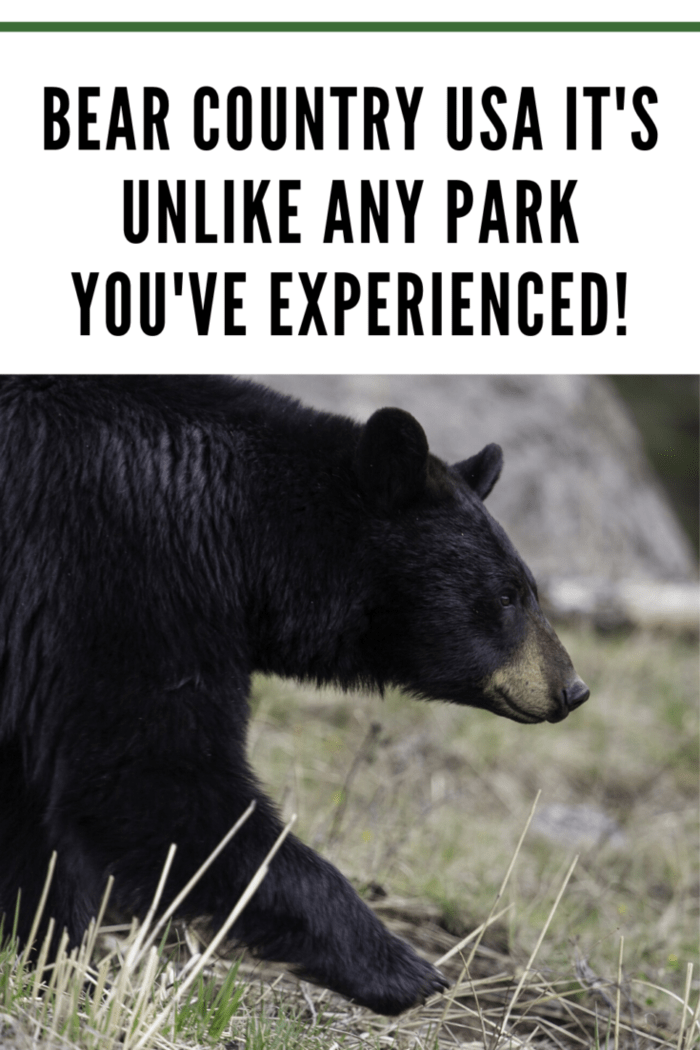 Bear Country USA eight miles beyond Rapid City's city limits, visitors can discover the world's largest collection of privately owned black bears.