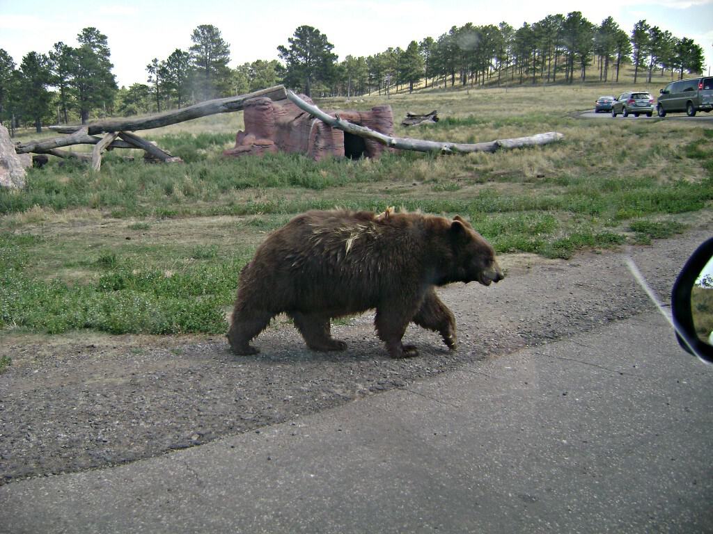 Bear crossing road at Bear Country USA