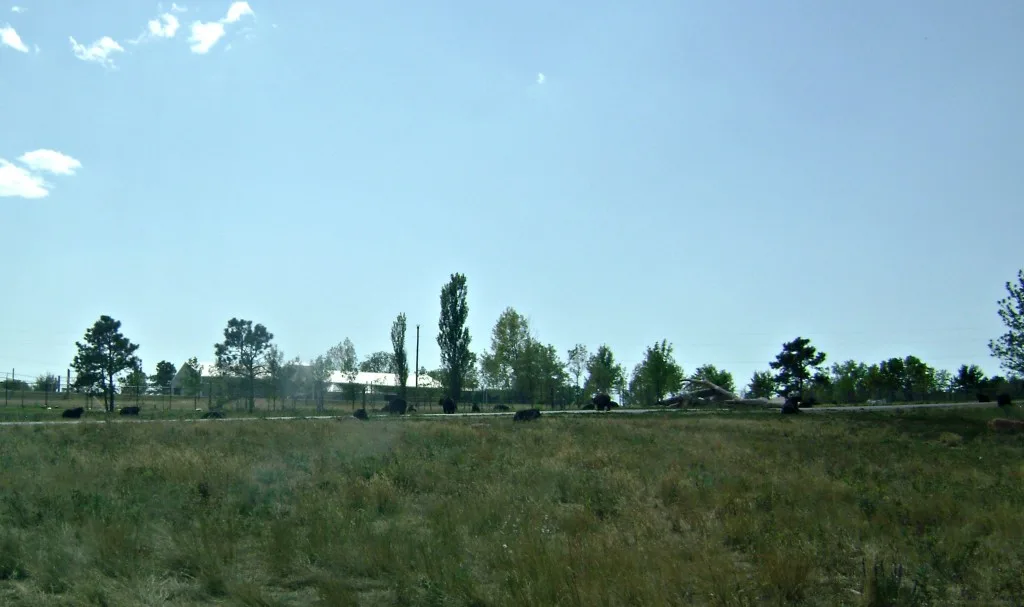 Bears in field at Bear Country USA