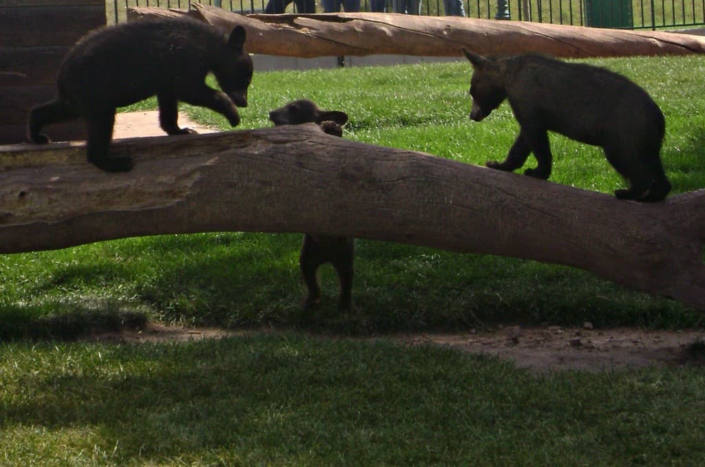 Bear Cubs on a log