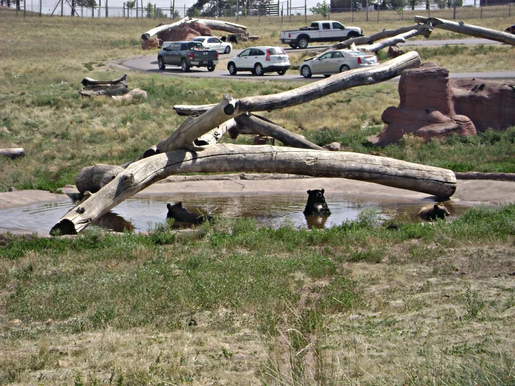 Bears in Bear Country USA