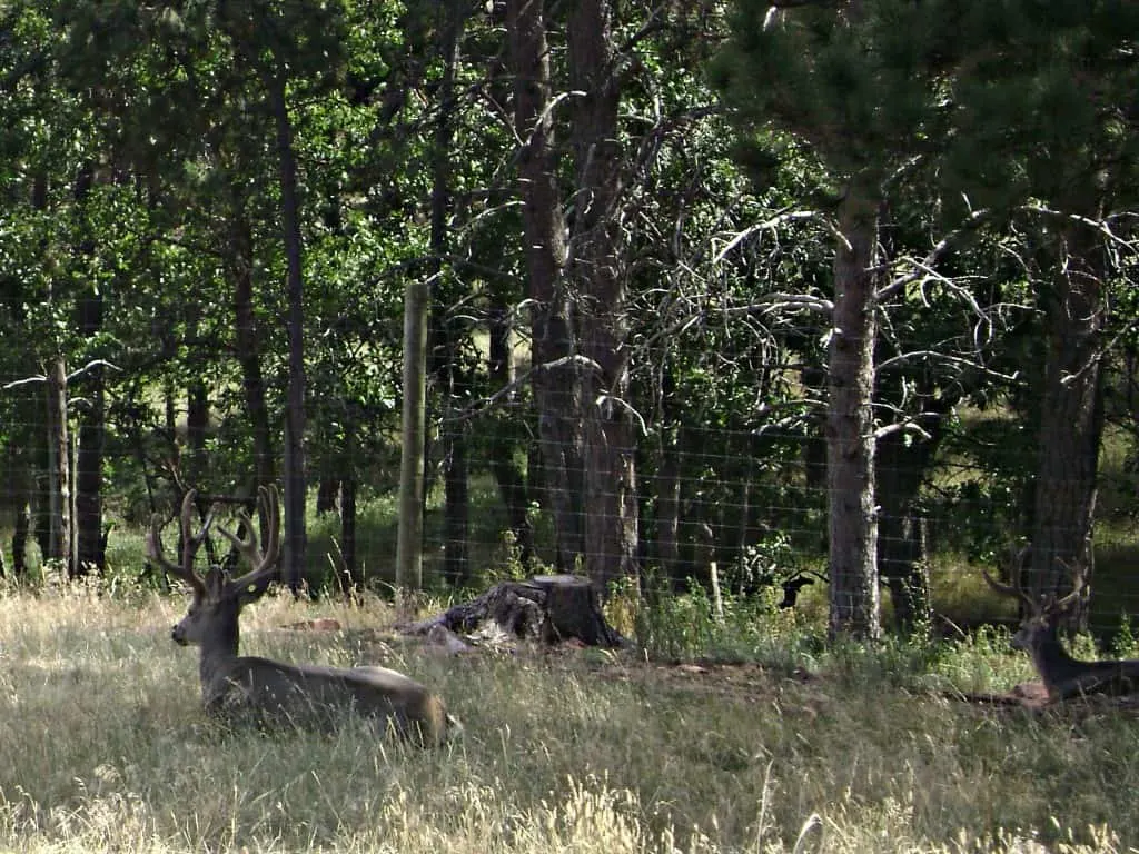reindeer at Bear Country USA