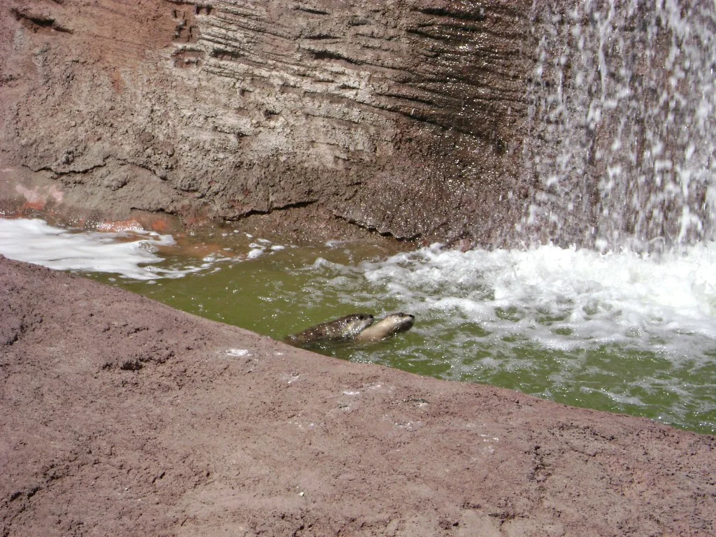 otters swimming at Bear Country USA