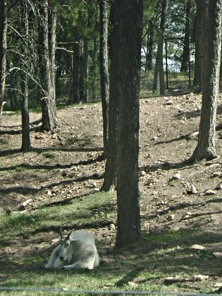 Rocky Mountain Goat at Bear Country USA