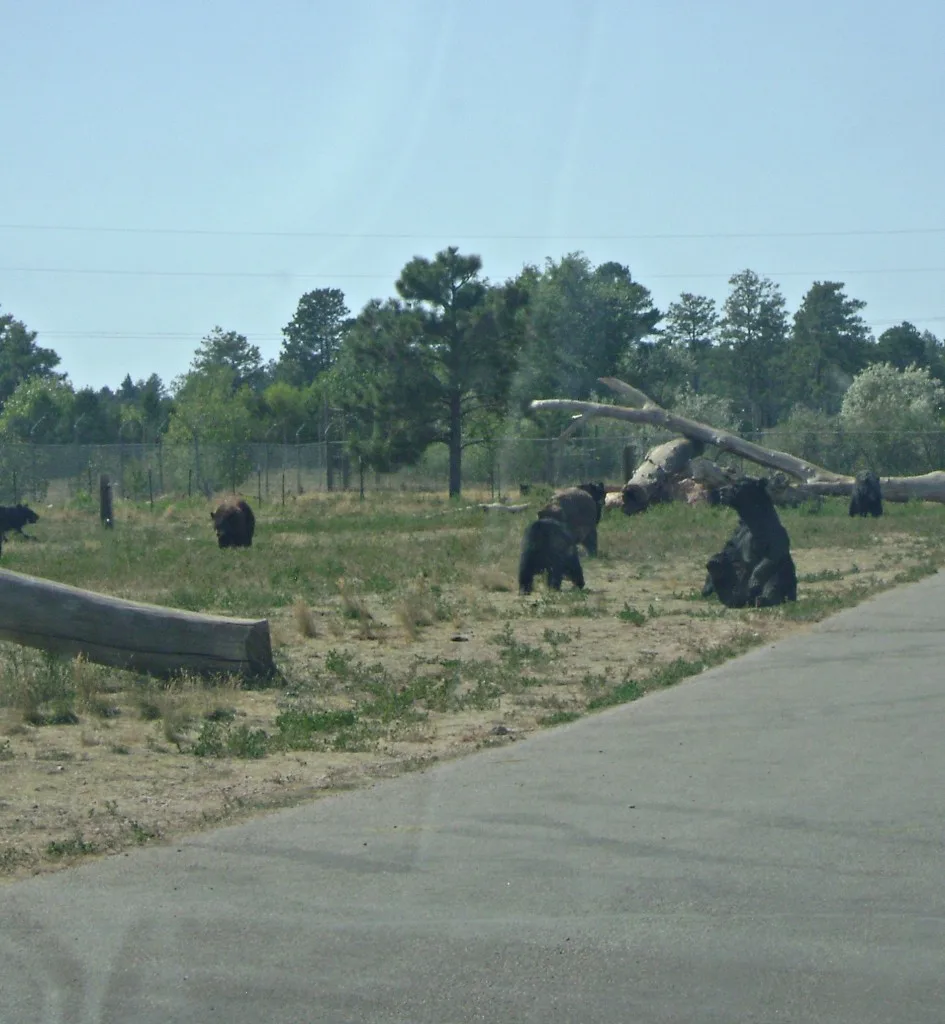 Bear sitting at Bear Country USA