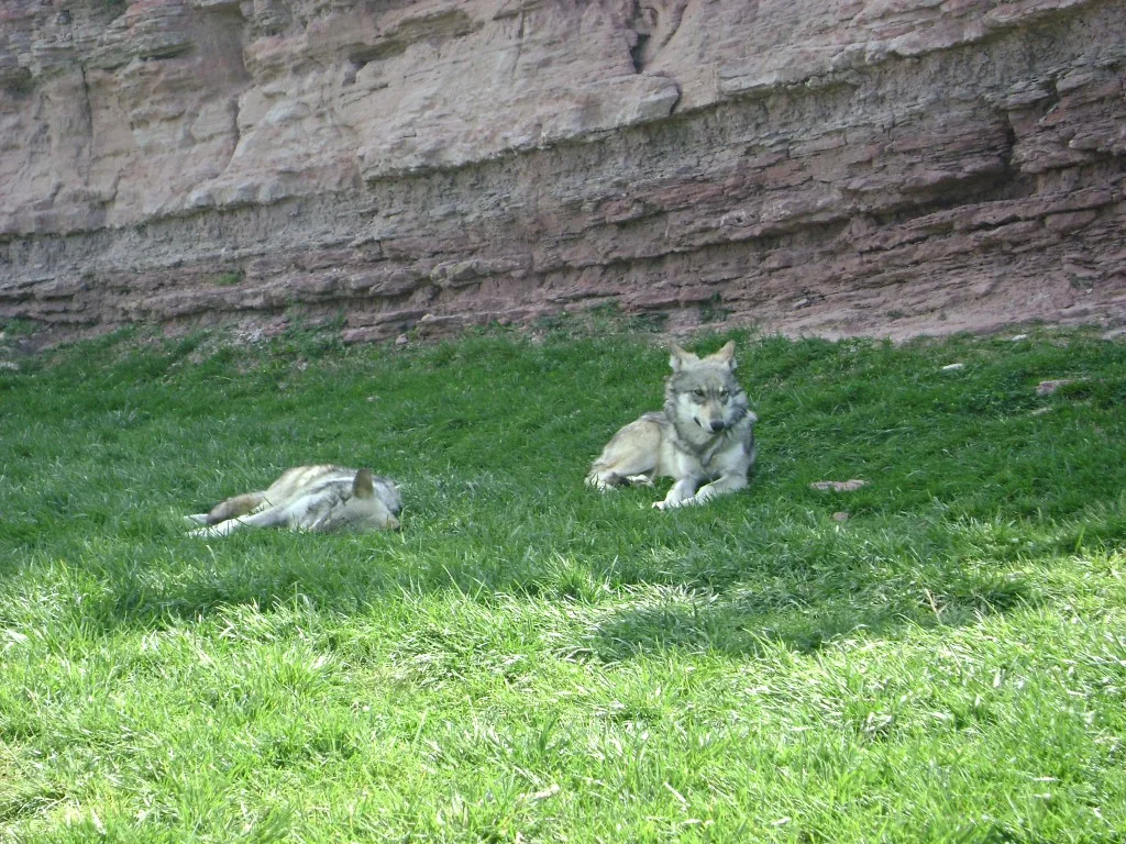 timber wolves at Bear Country USA