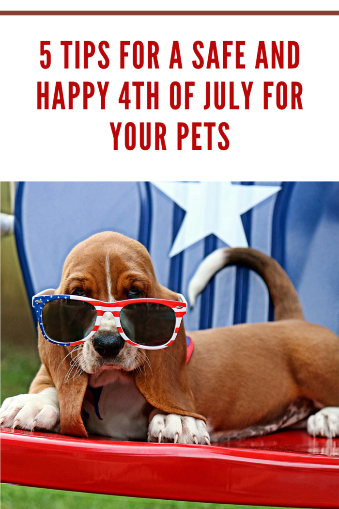 Baby Basset with Sunglasses. Fourth of July.