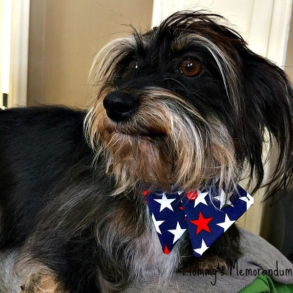 Black dog wearing a Fourth of July bow tie with stars, demonstrating pet safety during fireworks