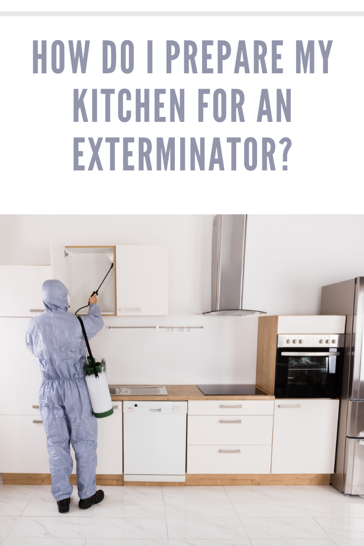 exterminator in kitchen cabinets