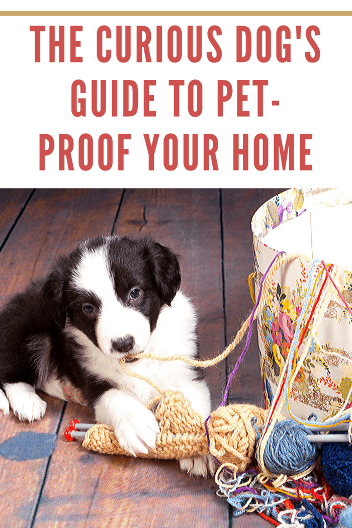 Here are Seven Ways to Pet-Proof Your Home