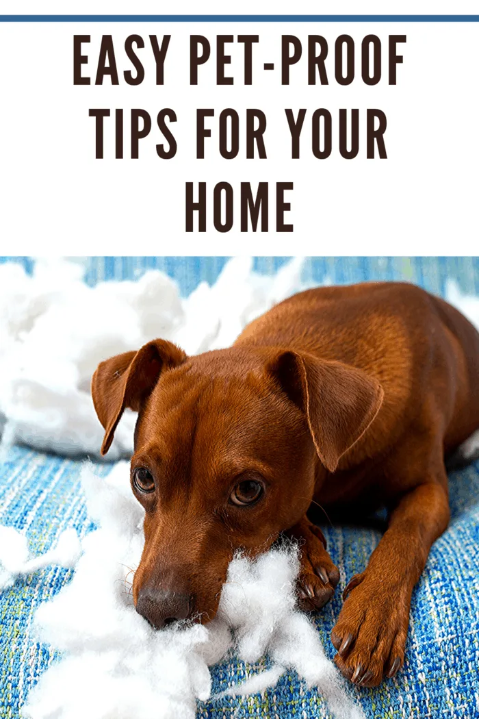 To truly pet-proof your home, start by getting down on the floor to see the world the way your pet sees it.