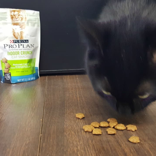 Jinx the cat eating Purina Pro Plan Cat Treats, showing his enjoyment of these healthy, low-calorie snacks