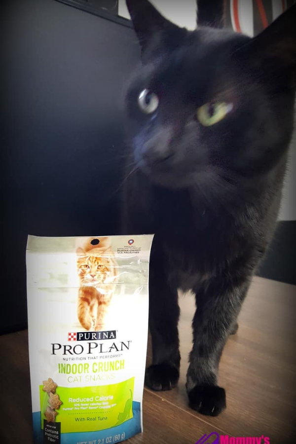 Jinx, our black cat, devouring Purina Pro Plan Cat Treats, showcasing his love for these healthy snacks