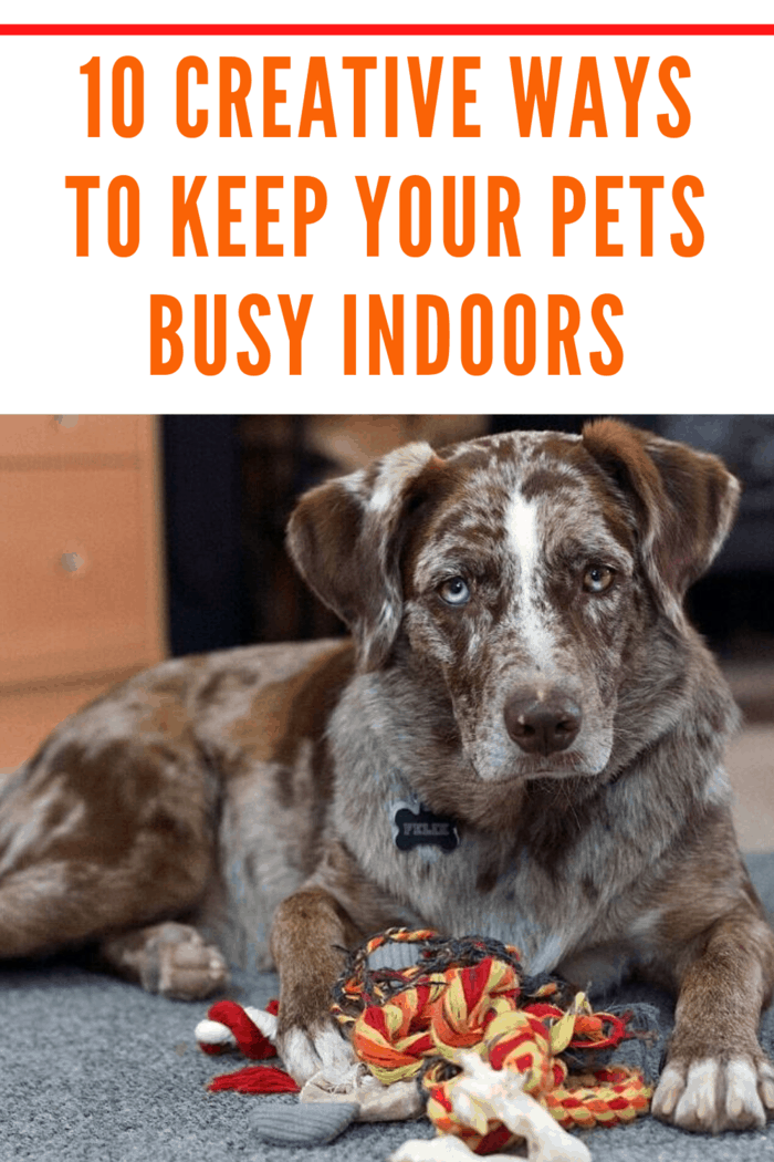 If it is raining outside and you want to keep your dog active and entertained then these 10 creative ways to keep your pets busy indoors will put a smile on your face and your dog’s face and keep your dog from being bored.
