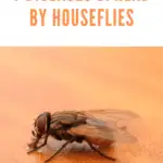 Houseflies on food can spread 7 serious diseases: cholera, salmonella, typhoid, and more