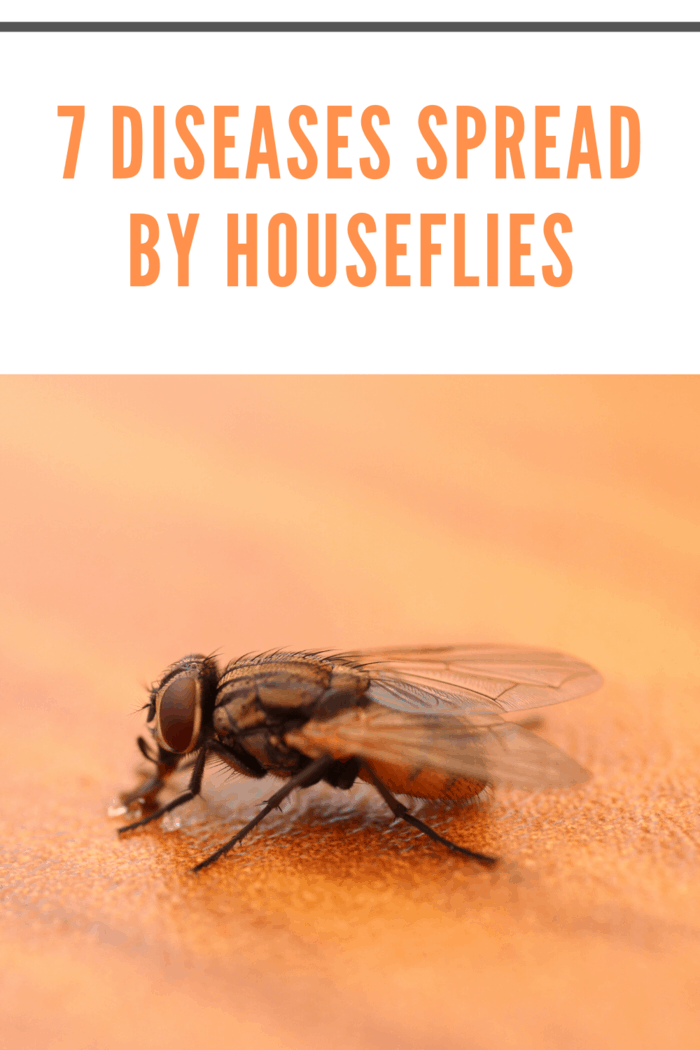 Out of all the diseases we're talking about, this is the most common fly-related one.