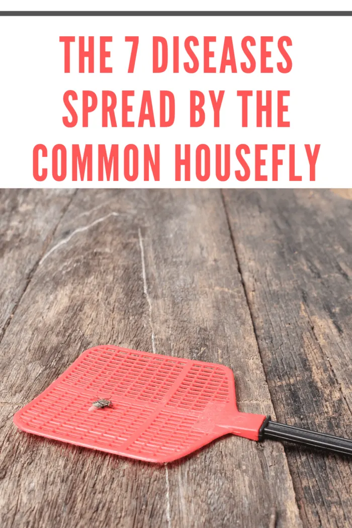 Housefly on a red fly swatter: 7 common diseases spread by houseflies