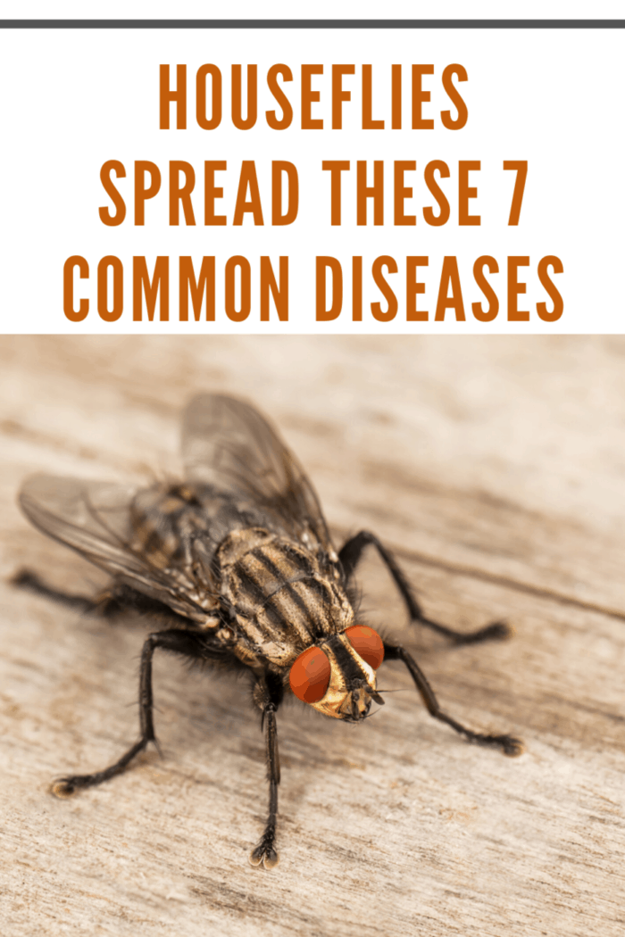 7-common-diseases-spread-by-houseflies-mom-s-memo