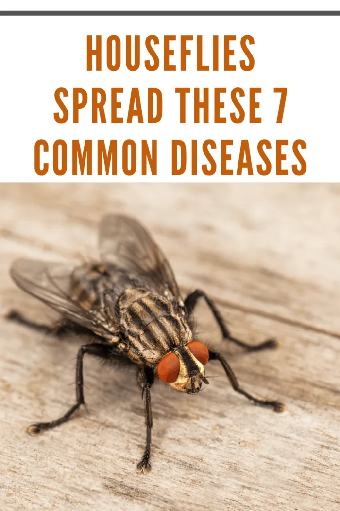 Housefly spreading diseases on wooden surface: 7 common health risks from houseflies