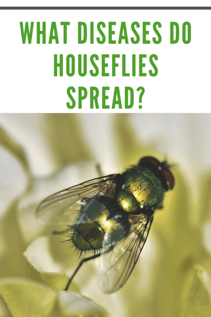 Housefly on a flower spreading diseases: 7 common health risks from houseflies