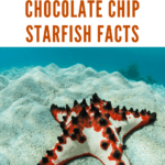 you should make sure you have a water tank large enough for fish this size, before entertaining the idea of adopting a chocolate chip starfish