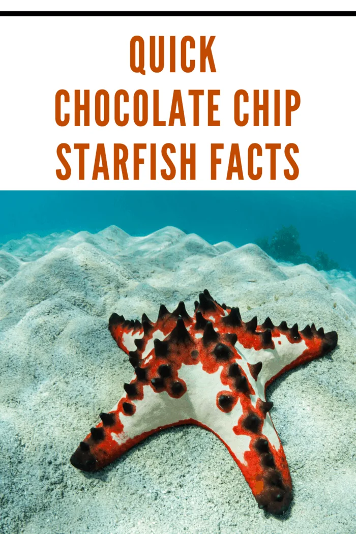 light chocolate chip starfish with bright orange markings