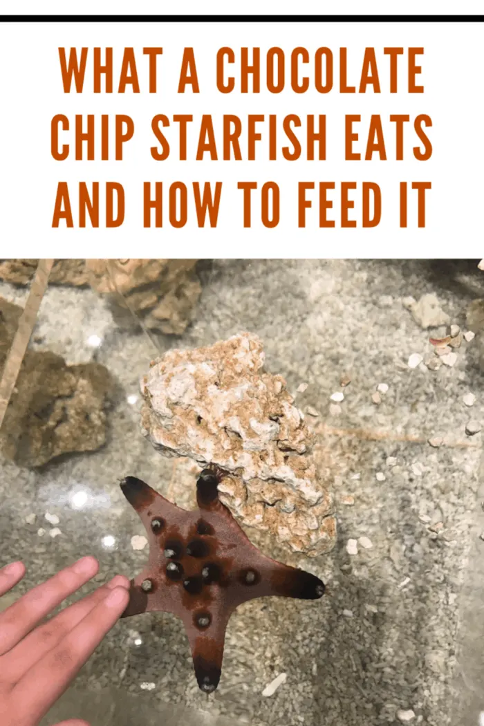 darker brown chocolate chip starfish being petted in tank