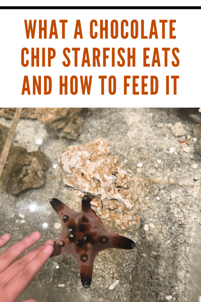 Hand gently petting a chocolate chip starfish in an aquarium tank, showing feeding interactions.