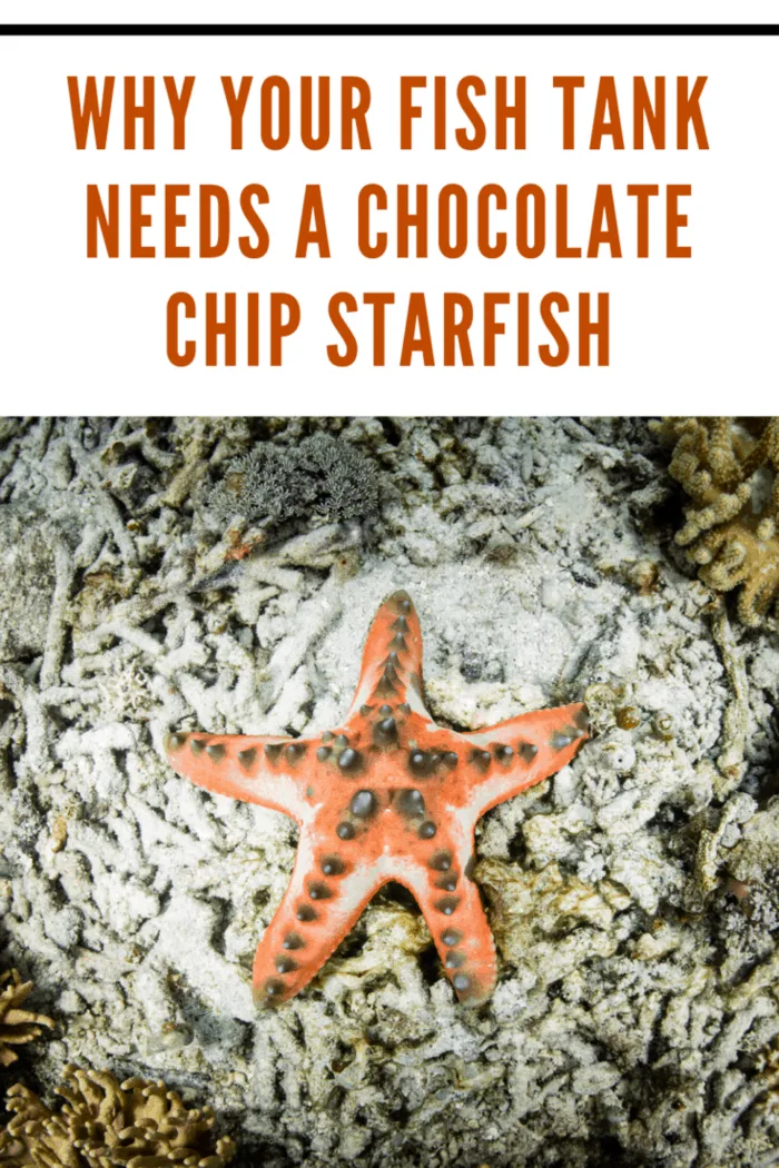 A chocolate chip starfish with light orange marking on ocean life