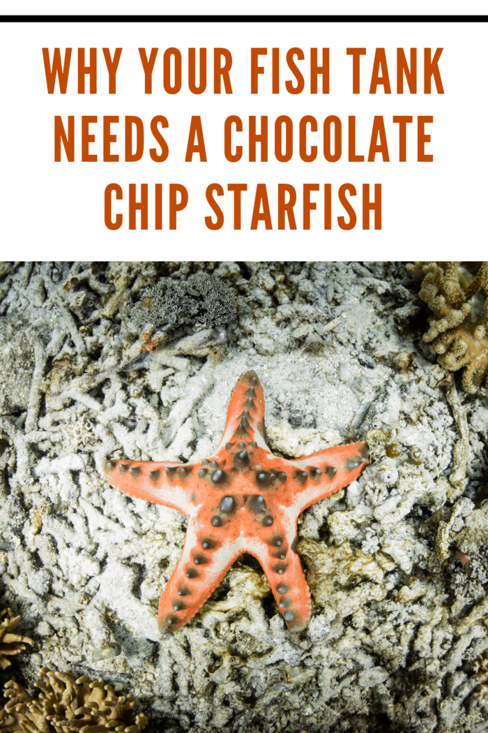 Chocolate chip starfish in an aquarium, showcasing its unique features and importance for tanks.