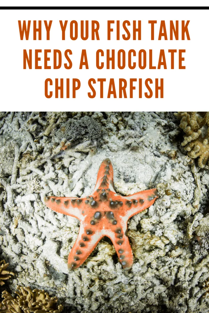 Chocolate chip starfish in an aquarium, showcasing its unique features and importance for tanks.