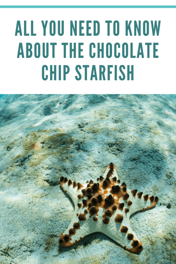 light chocolate Chip starfish in ocean