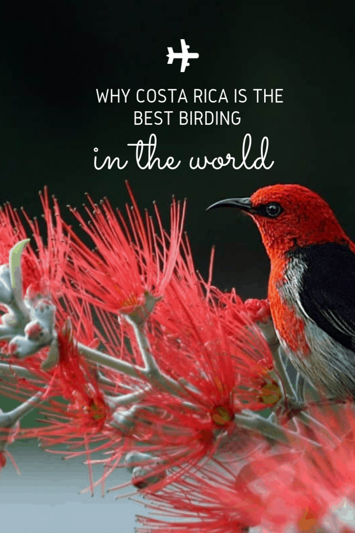 The Best Birding Destination in the worls is Costa Rica, which is considered to be one of the best experiences for those who like bird watching.
