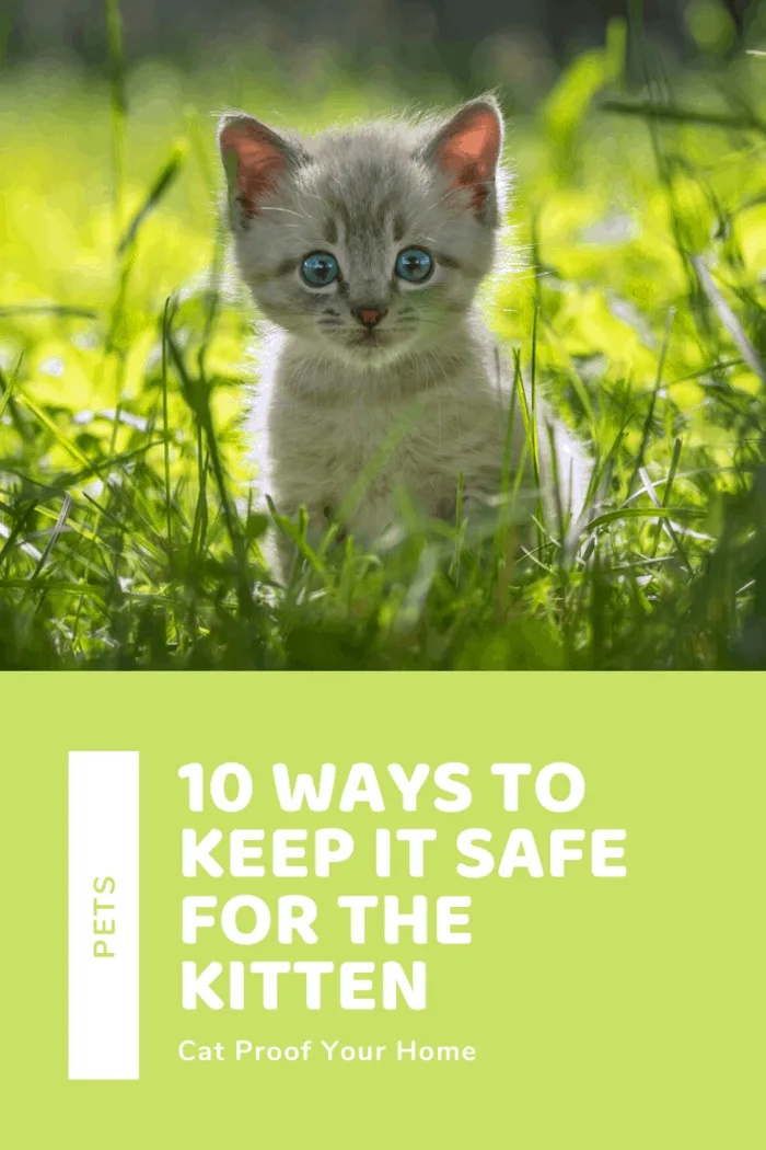 Cat Proof Your House! 10 Ways to Keep it Safe for the Kitten and enjoy the moments of curiosity and cuddles.