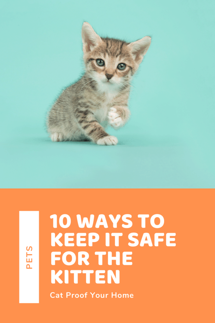 Part of the responsibility of caring for cats is keeping them safe. Unfortunately, even your house itself can prove dangerous for your cats. Here’s how you can keep your home safe for them.