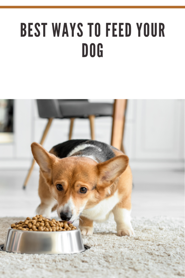 Cute Dog Eating Dry Food from Bowl at Home