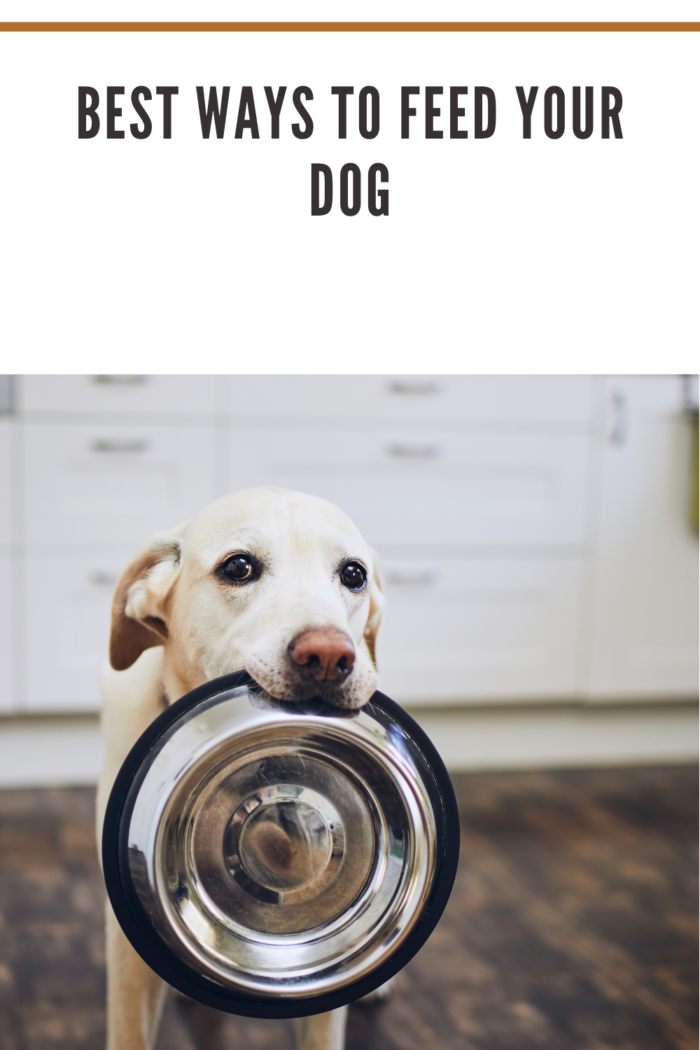 Dog Holding Food Bowl with Mouth