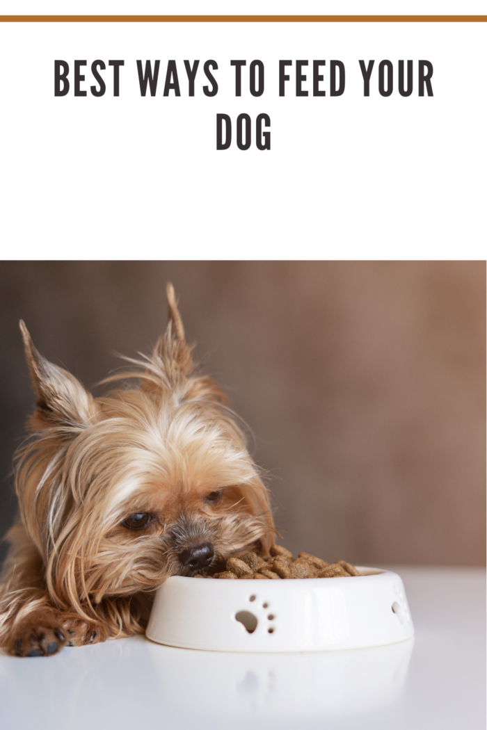Dog Yorkshire Terrier with a bowl of food, eating food