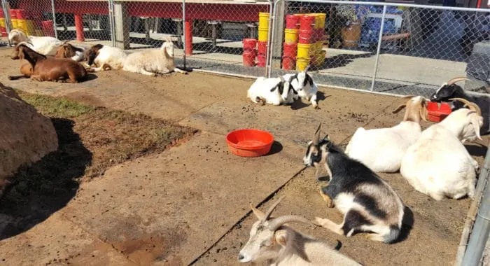 goats sunning at goats on the roof