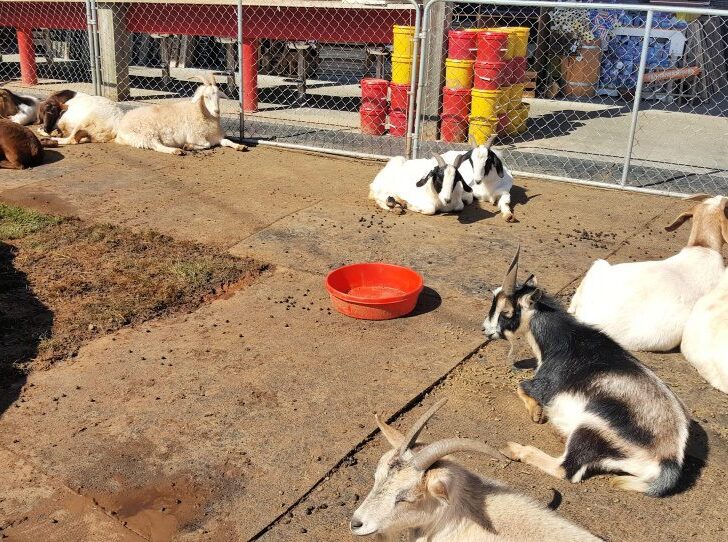 goats sunning at goats on the roof