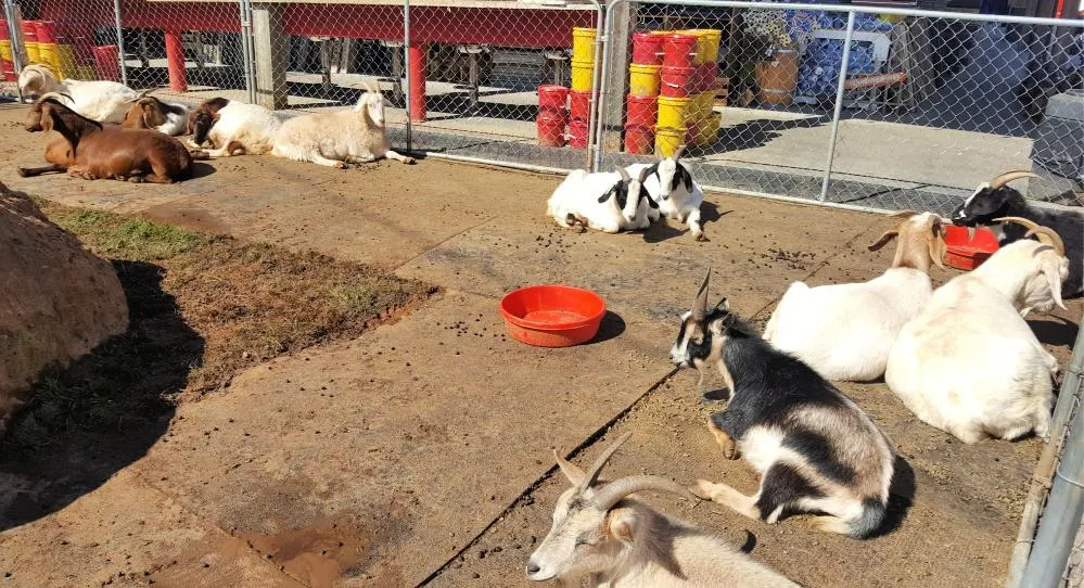 goats sunning at goats on the roof